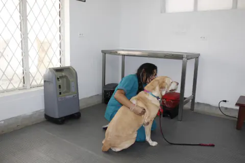 Veterinaria con un labrador en el consultorio