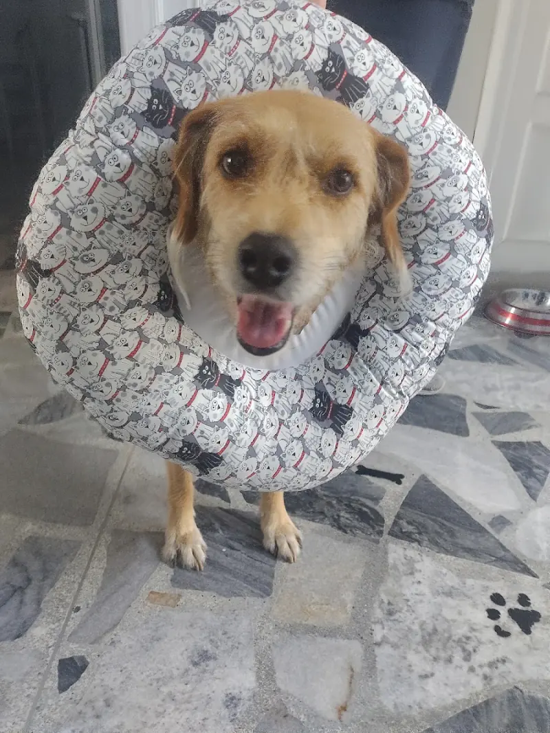 Perro paciente con collar isabelino