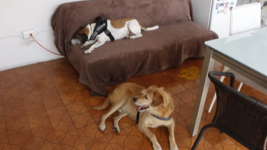 Perros descansando en un sofá de la clínica
